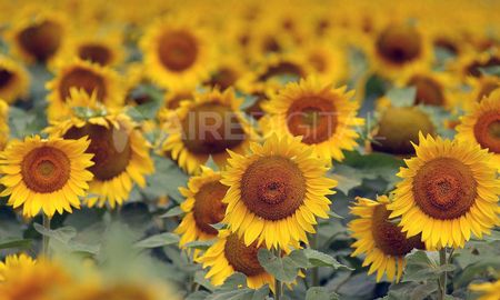 gracias a las ultimas lluvias, avanza la cosecha de girasol y se mantiene la mejora en soja y maiz gracias a las ultimas lluvias, avanza la cosecha de girasol y se mantiene la mejora en soja y maiz