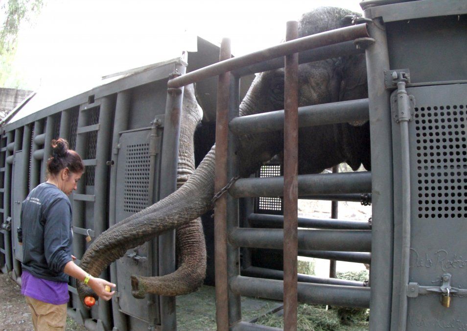 El emocionante video de la elefanta Pocha disfrutando su nuevo hogar