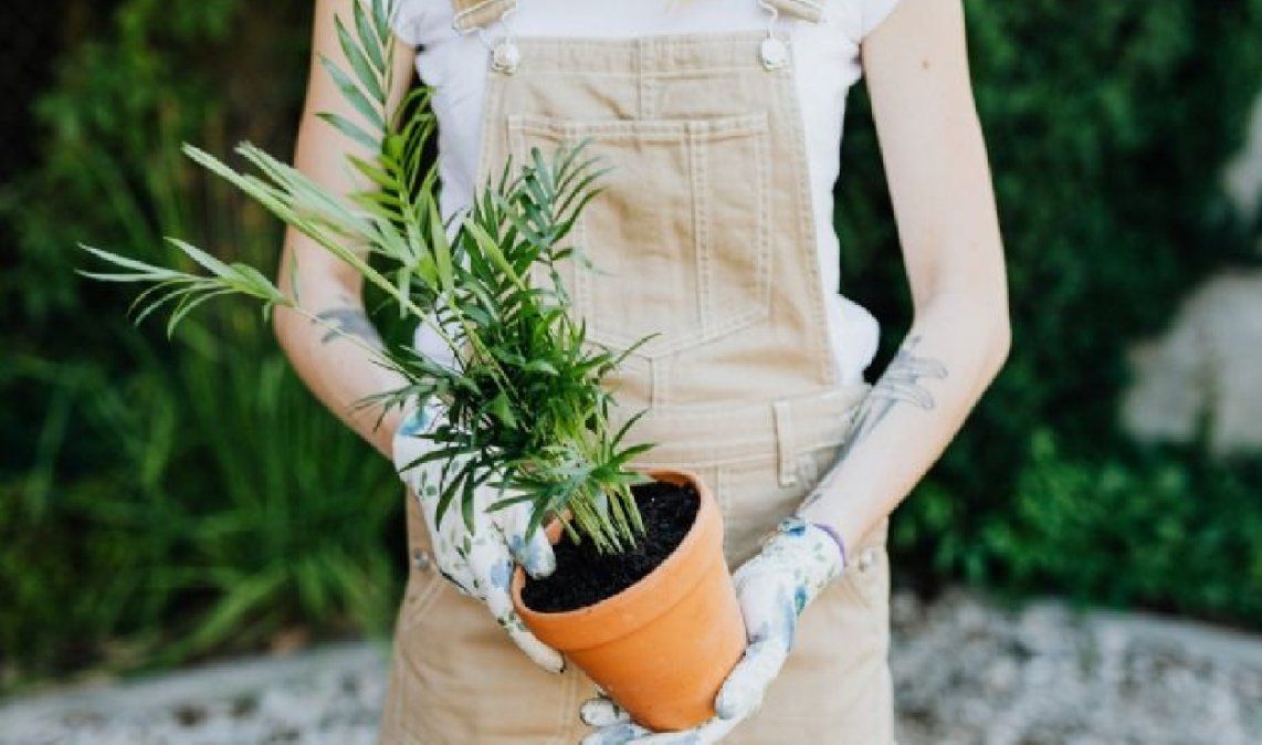 Ventajas de usar macetas de barro para tus macetas