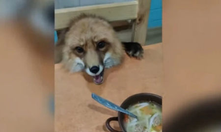 Video viral: una mujer adoptó un zorro y se sorprendió por su forma de comer. Video viral: una mujer adoptó un zorro y se sorprendió por su forma de comer.