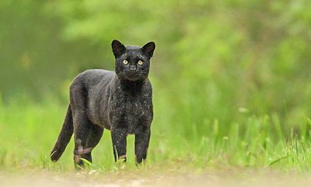 La presencia del animal fue detectada a través de las cámaras-trampas del espacio verde. La presencia del animal fue detectada a través de las cámaras-trampas del espacio verde.