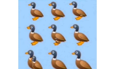 #DuckChallenge #DuckChallenge