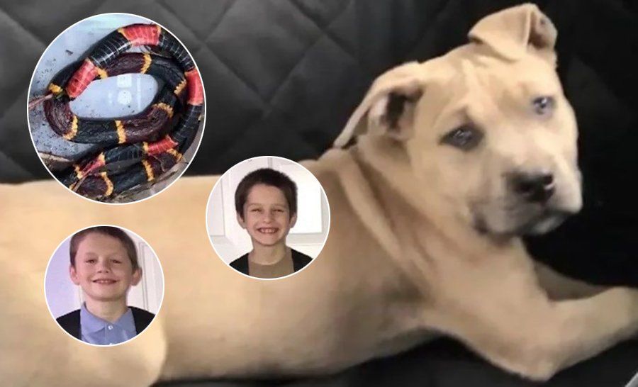 Un pitbull murió al salvar a los hijos de sus dueños de una serpiente venenosa