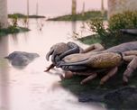 El desarrollo del gigantismo en este arácnido coincidió con el Devónico Inferior, una etapa del planeta donde los ecosistemas fluviales albergaban muy pocos depredadores de gran tamaño. El desarrollo del gigantismo en este arácnido coincidió con el Devónico Inferior, una etapa del planeta donde los ecosistemas fluviales albergaban muy pocos depredadores de gran tamaño.
