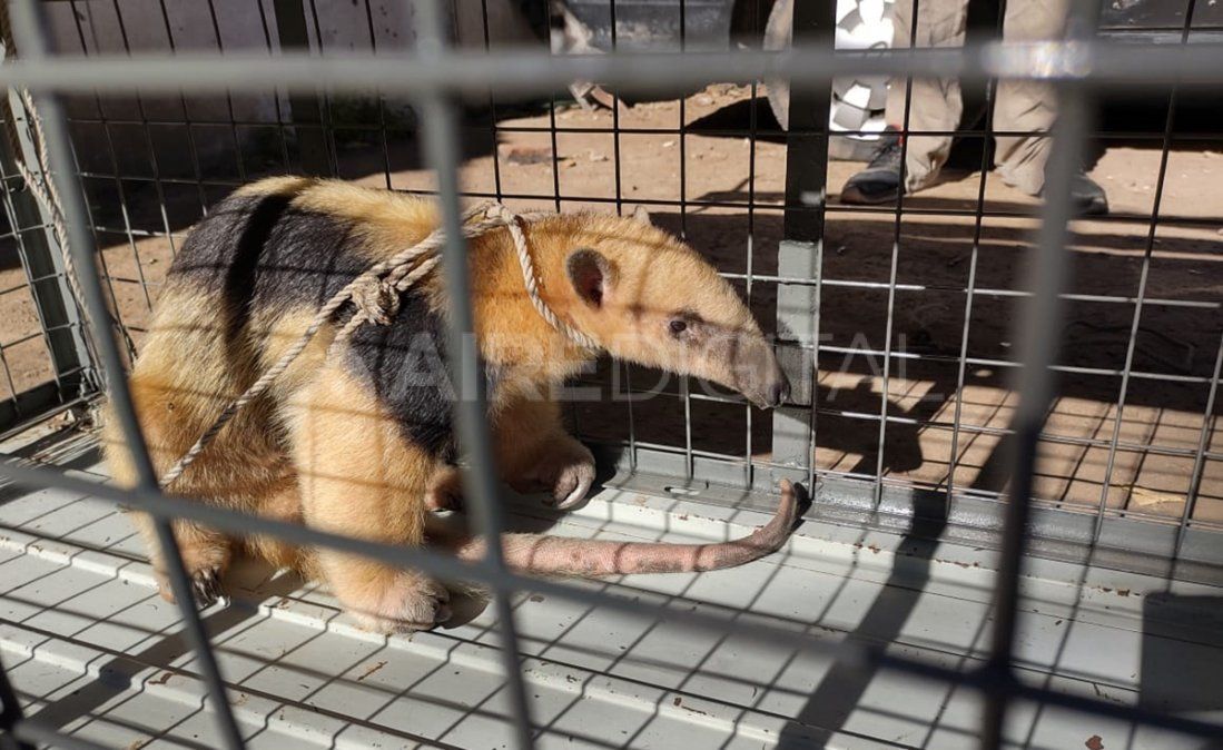 El oso melero es también conocido como oso hormiguero. Suele estar en zonas cercanas a arroyos o ríos.&nbsp;