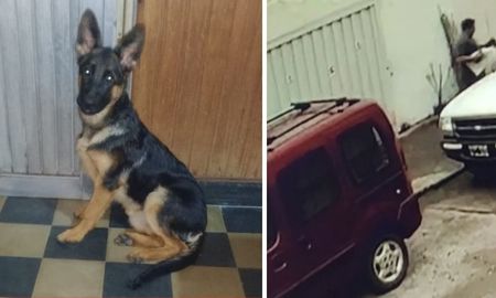 Robaron a Reina, la perrita de un jubilado que vive en barrio Alfonso Robaron a Reina, la perrita de un jubilado que vive en barrio Alfonso