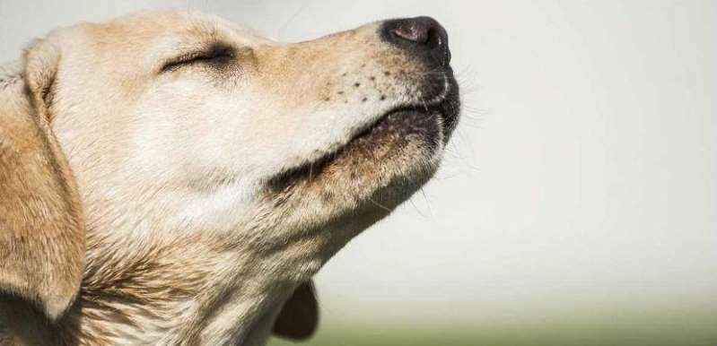 Revelan de qué manera los perros pueden regresar a su casa