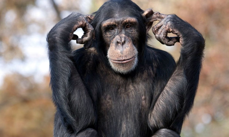 Una chimpancé criada por humanos muere en un santuario golpeada por sus pares Una chimpancé criada por humanos muere en un santuario golpeada por sus pares