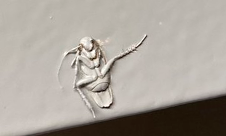Mientras que también muchos usuarios de Twitter respondieron con una catarata de memes y bromas, publicando sus propias imágenes retocadas en las que el insecto parece bailar, hacer deportes e incluso luchar en el clásico videojuego Mortal Kombat. Mientras que también muchos usuarios de Twitter respondieron con una catarata de memes y bromas, publicando sus propias imágenes retocadas en las que el insecto parece bailar, hacer deportes e incluso luchar en el clásico videojuego Mortal Kombat.