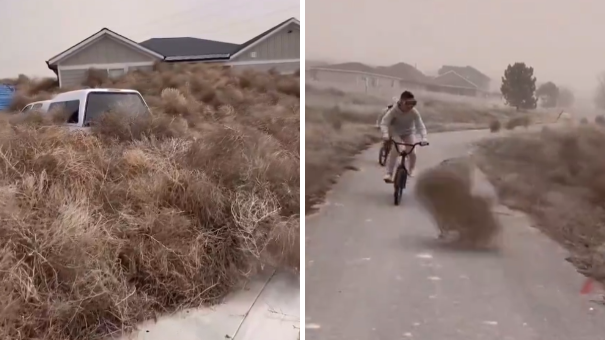 Utah se enfrenta con una insólita invasión de arbustos.