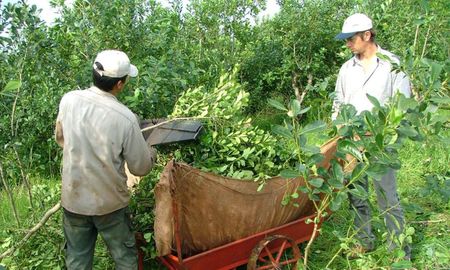 los salarios compran mas alimentos, pero a costa de precios atrasados para los productores agropecuarios los salarios compran mas alimentos, pero a costa de precios atrasados para los productores agropecuarios