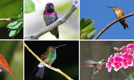 Cuántas especies de colibrí hay Cuántas especies de colibrí hay