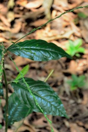 La mucura: cuáles son las propiedades medicinales de este arbusto originario de la selva amazónica.