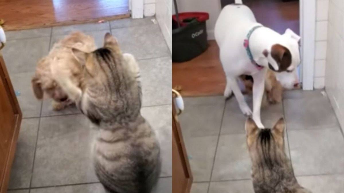 Cachorro busca ayuda para evitar que un gato lo moleste.