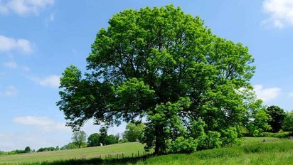 Selva urbana: tres árboles ideales que no rompen la vereda y son fáciles de cuidar