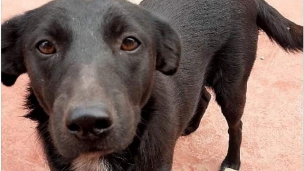 Jujuy: detuvieron a un hombre acusado de violar y asesinar a una perra