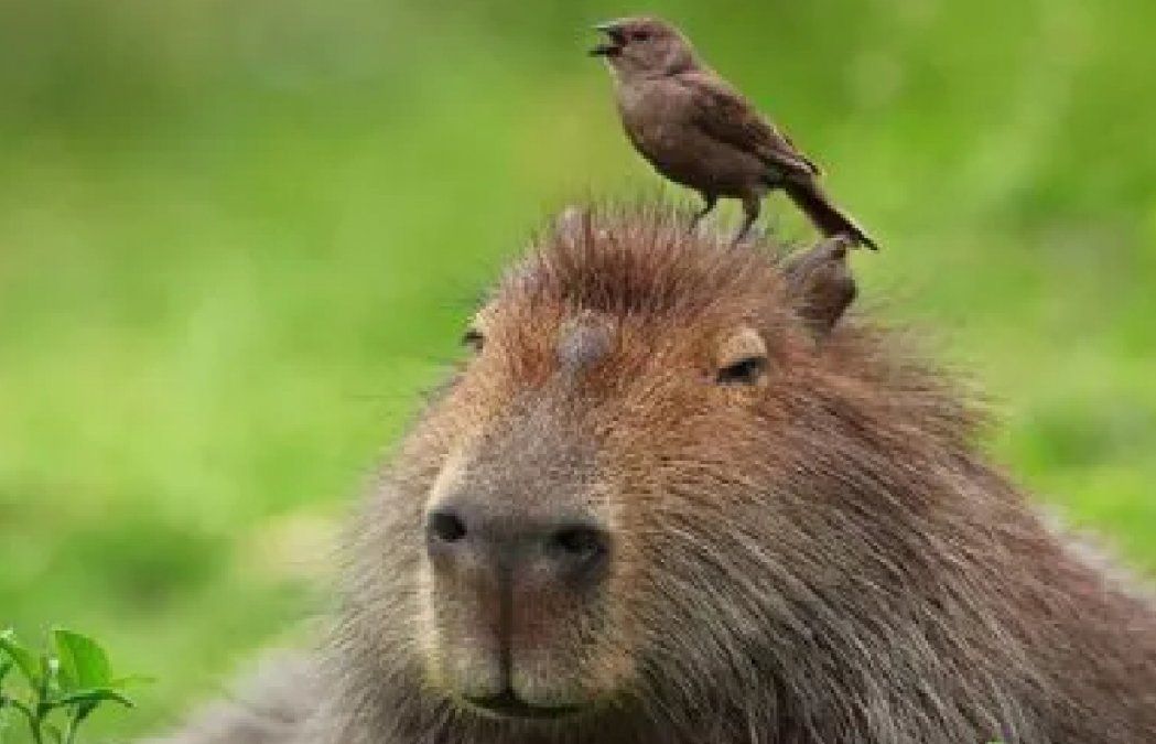 Horóscopo: enterate de qué carpincho sos según tu signo