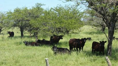 Producir carne y cuidar el ambiente: el modelo de ganadería sustentable del Espinal en Entre Ríos