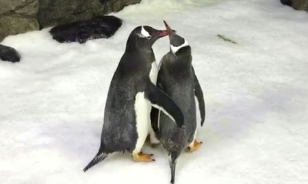 Una pareja de pingüinos se hizo cargo de un huevo abandonado por su madre. Una pareja de pingüinos se hizo cargo de un huevo abandonado por su madre.