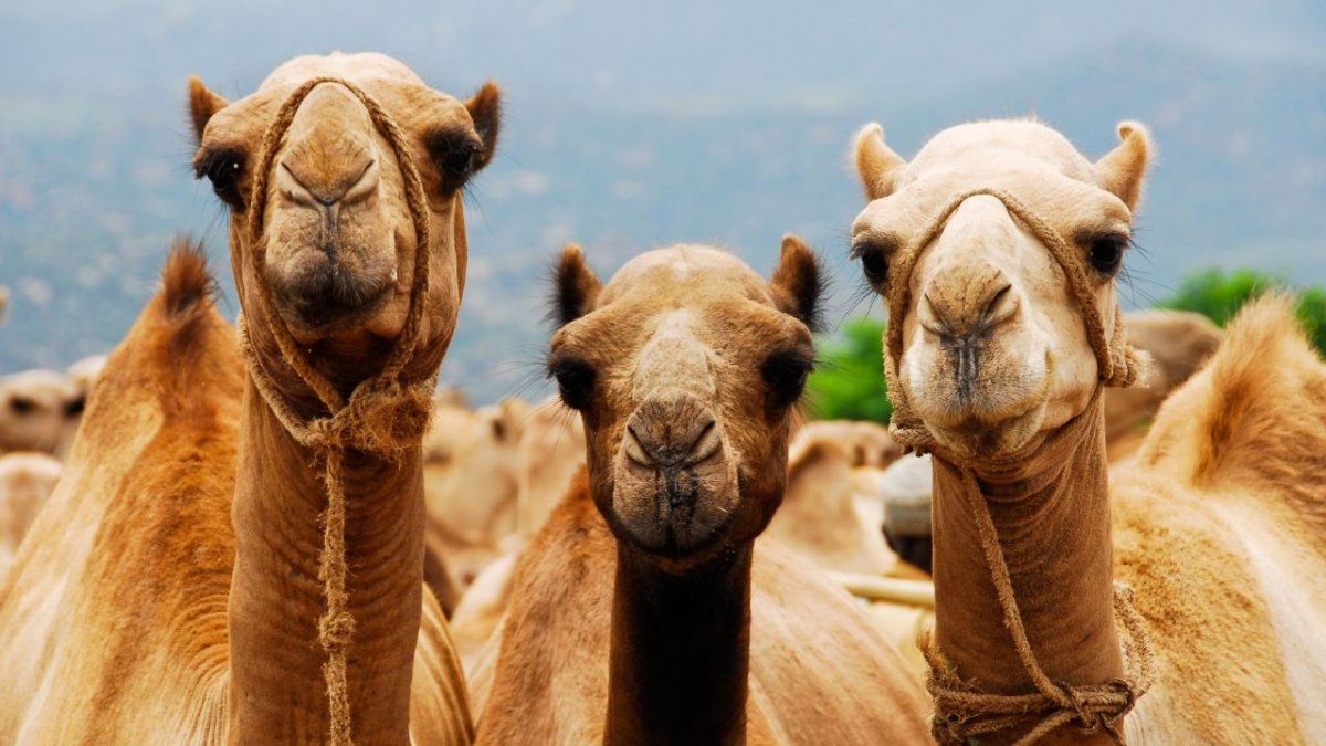 Sacrificarán unos 10 mil camellos en Australia porque toman mucha agua