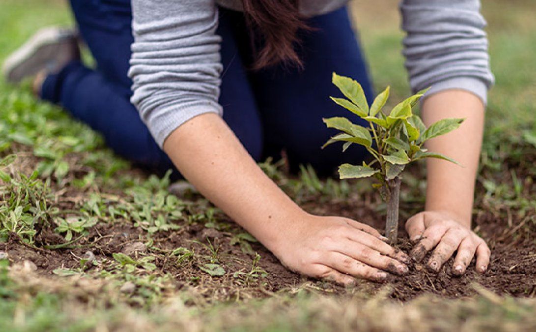 Una ONG propone plantar y proteger 1 millón de árboles para el 2022