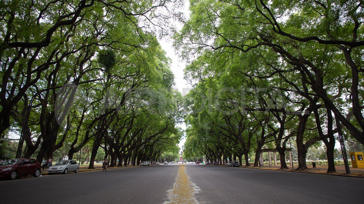 Hay árboles que tienen más de 100 años en el Parque de la Independencia.