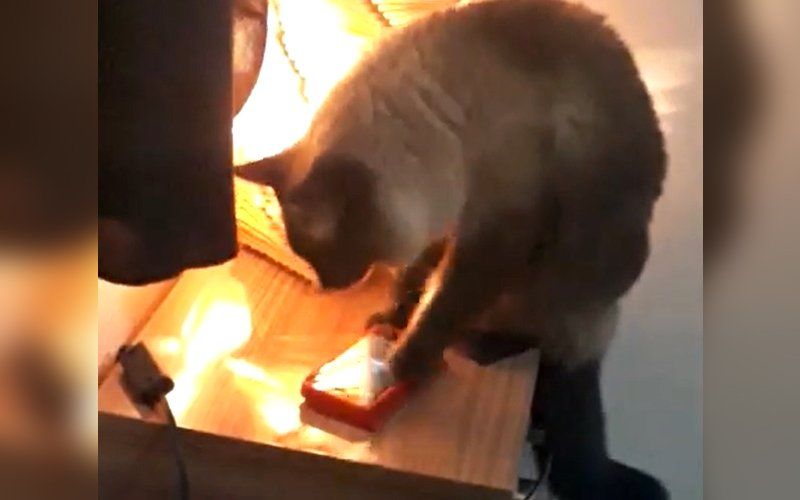 “El gato nos apagaba la alarma y nos hacía llegar tarde al trabajo”