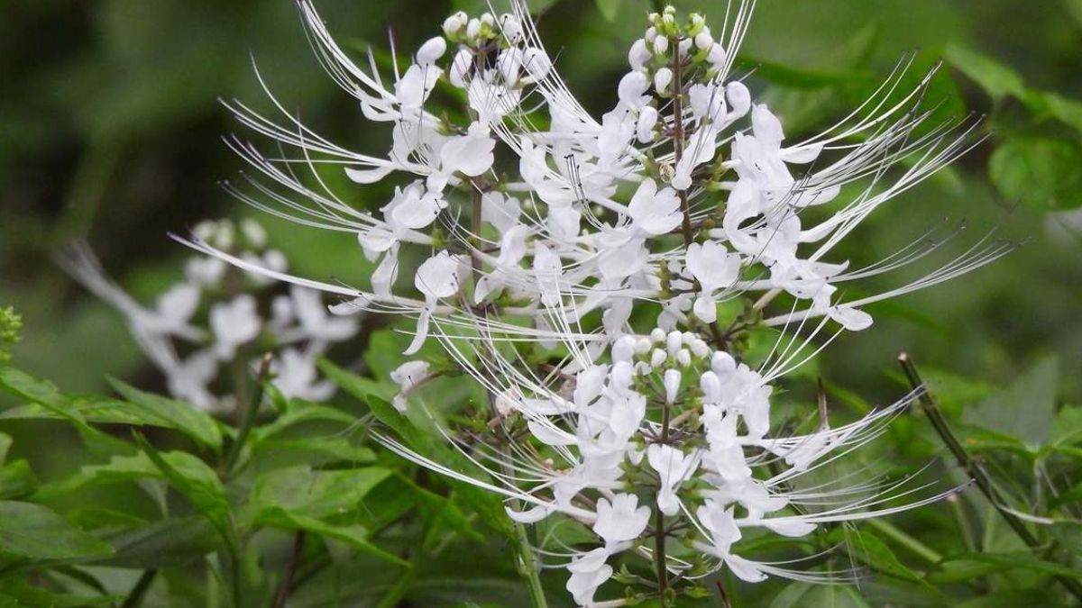 El té de Java, respaldado por siglos de tradición y evidencia científica, es un recurso natural ideal para favorecer la salud y el buen funcionamiento de los riñones. El té de Java, respaldado por siglos de tradición y evidencia científica, es un recurso natural ideal para favorecer la salud y el buen funcionamiento de los riñones.