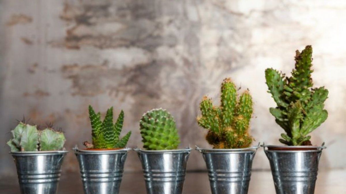Dónde ubicar los cactus en la casa para evitar que atraigan energías negativas