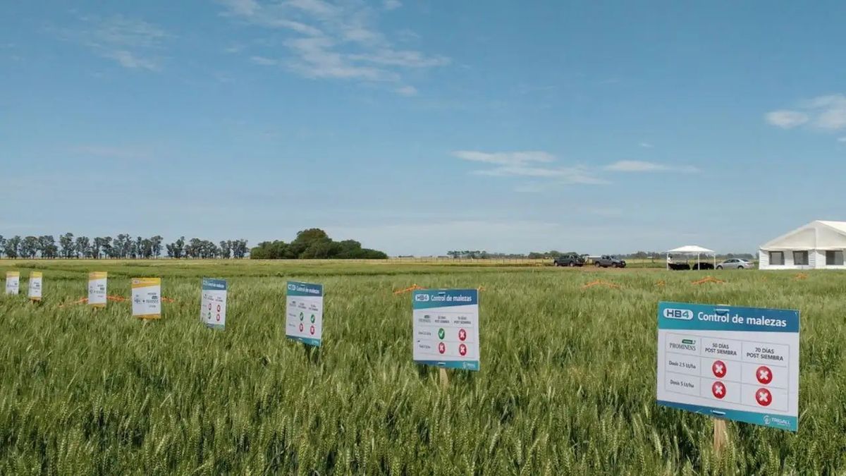 El juez Civil y Comercial de Rosario Fernando Mecoli decretó la apertura del proceso tras el pedido presentado por la propia compañía, que había ingresado en cesación de pagos en 2025 y acumulaba una deuda superior a u$s39 millones. El juez Civil y Comercial de Rosario Fernando Mecoli decretó la apertura del proceso tras el pedido presentado por la propia compañía, que había ingresado en cesación de pagos en 2025 y acumulaba una deuda superior a u$s39 millones.