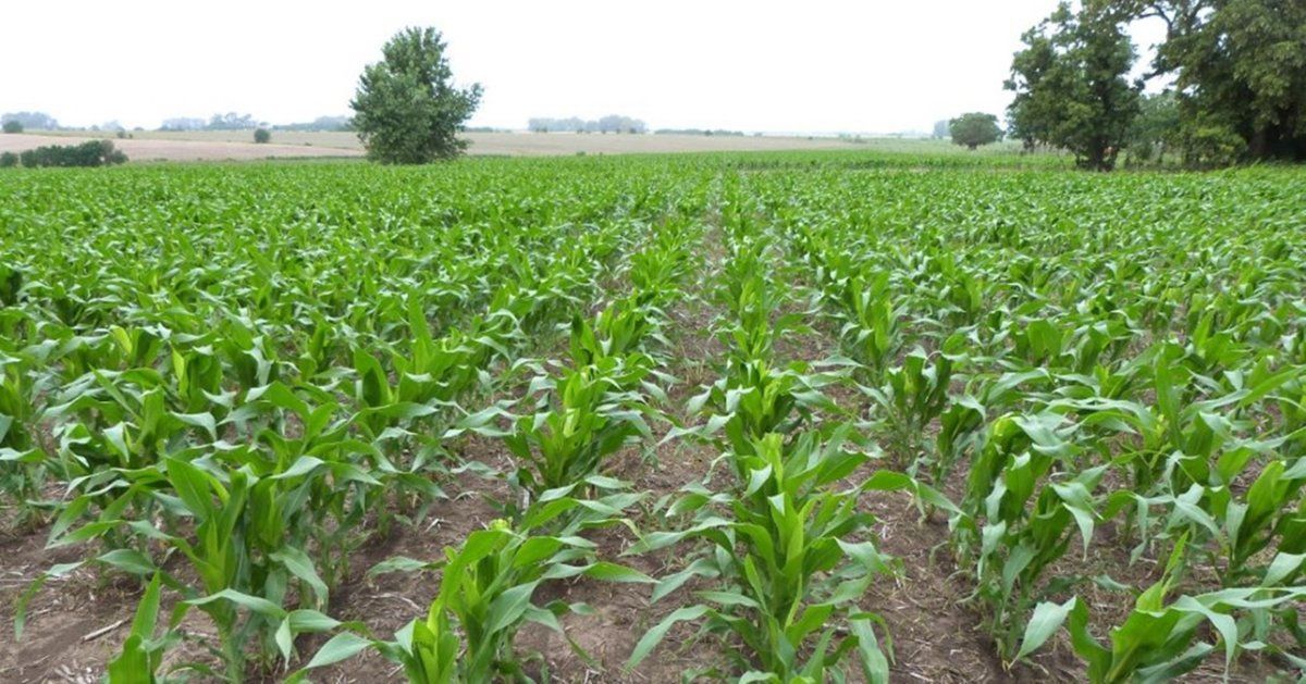 Agro Digital | La Bolsa de Cereales de Entre Ríos informó que el maíz se ubica desde dos a diez hojas desplegadas (V2 a V10).