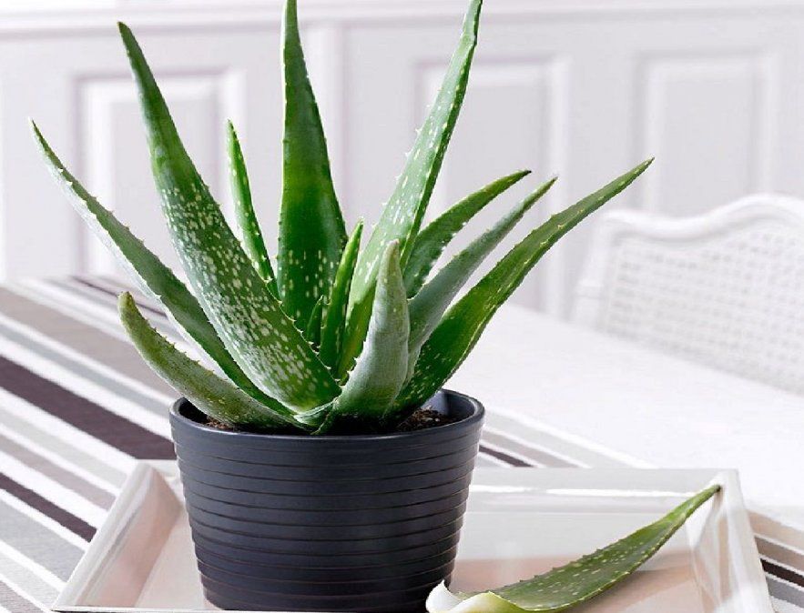 El aloe vera requiere muy poco esfuerzo para prosperar.&nbsp;