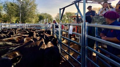 Terneras Angus Certificadas: el primer remate logró precios récord en La Pampa