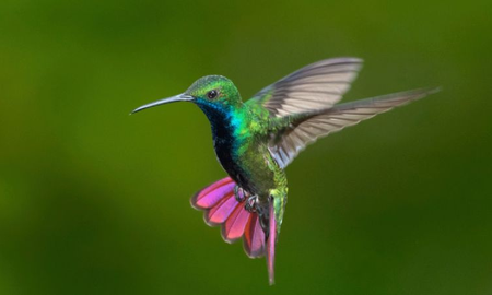 Puede el colibrí vivir en una jaula Puede el colibrí vivir en una jaula