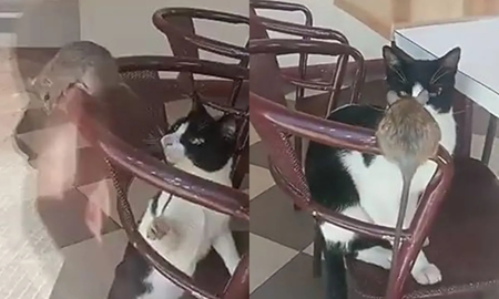 Apareció una rata en una heladería y la explicación que dio el dueño dejó sin palabras a todos Apareció una rata en una heladería y la explicación que dio el dueño dejó sin palabras a todos