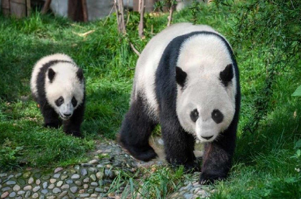 Los pandas ya no están en peligro de extinción: cómo hizo China para lograrlo