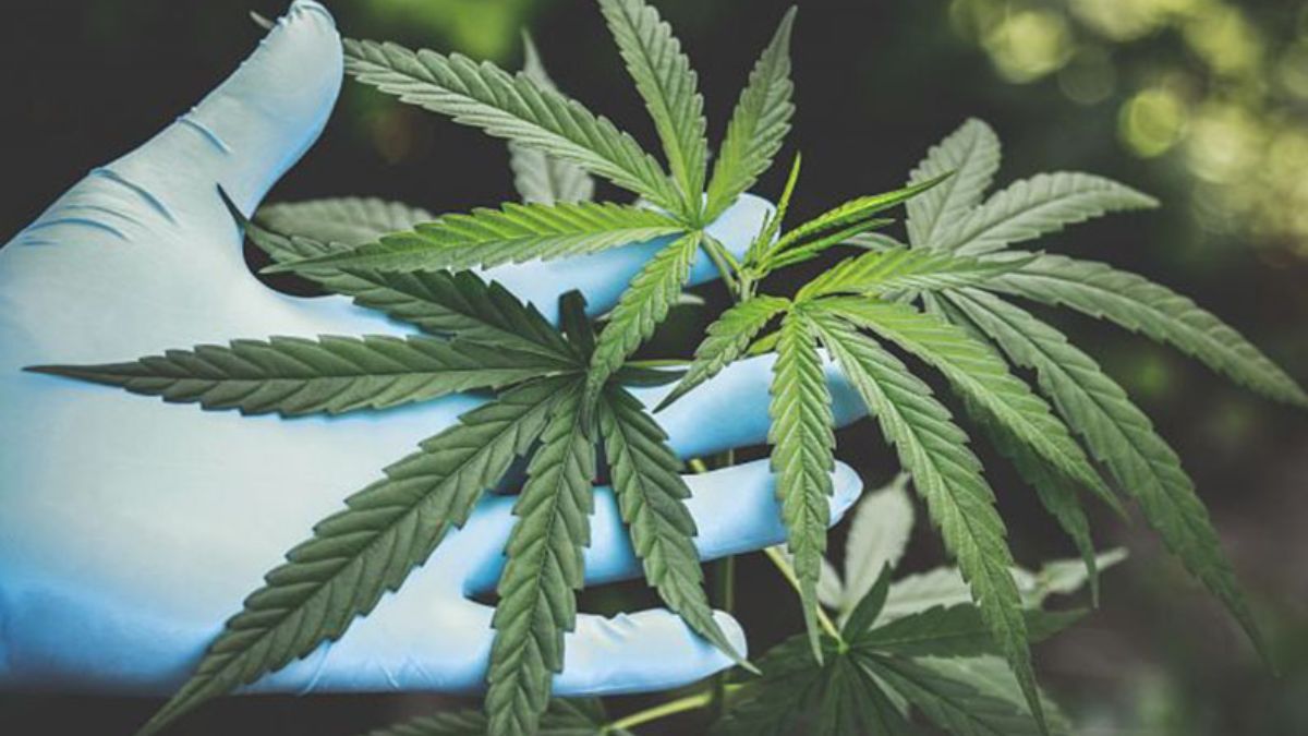 La Convención del 25 recibió dos iniciativas que proponen incorporar el cannabis como política pública en la futura Constitución provincial.