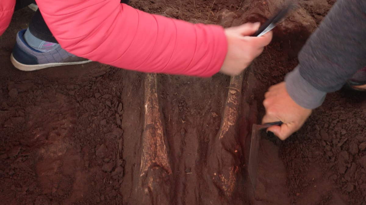 La arqueóloga María Rosario Feuillet detalló que “desde hace una semana se está excavando un entierro primario.