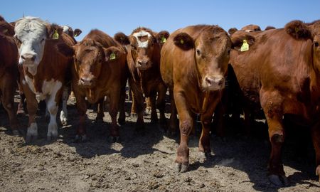 La cantidad de ganado bovino en elmercado argentino es de 54 millones de cabezas en el país, lo que implica unestimado de que las exportaciones de carne en la Argentina llegan a US$ 3.000 millonespor año. La cantidad de ganado bovino en elmercado argentino es de 54 millones de cabezas en el país, lo que implica unestimado de que las exportaciones de carne en la Argentina llegan a US$ 3.000 millonespor año.