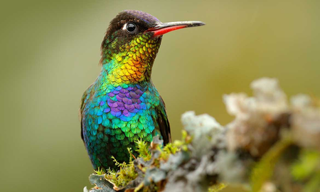 Por qué el colibrí es importante para los ecosistemas Por qué el colibrí es importante para los ecosistemas