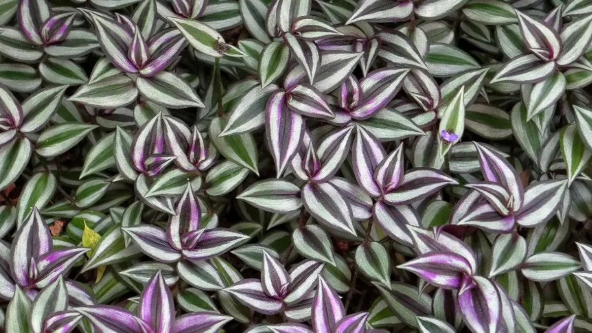 Tradescantia es un género de plantas herbáceas y perennes perteneciente a la familia de las commelináceas y originario del Nuevo Mundo. Tradescantia es un género de plantas herbáceas y perennes perteneciente a la familia de las commelináceas y originario del Nuevo Mundo. 