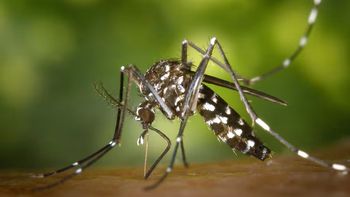 Fuerte baja de casos y muertes por dengue en Santa Fe en la temporada 2025