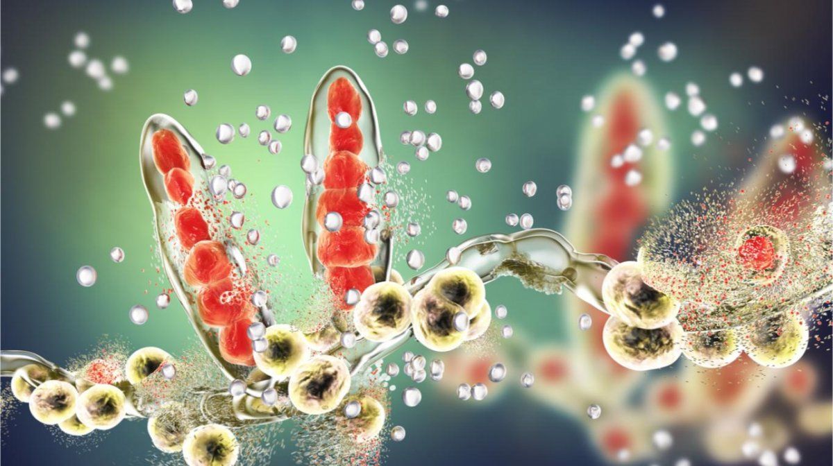 El hongo “pie de atleta” va a desaparecer