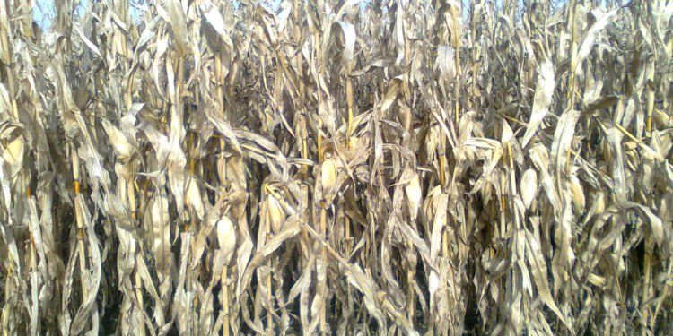 Un mar de soja y maíz: Córdoba se agranda porque aportará un tercio de toda la cosecha de granos