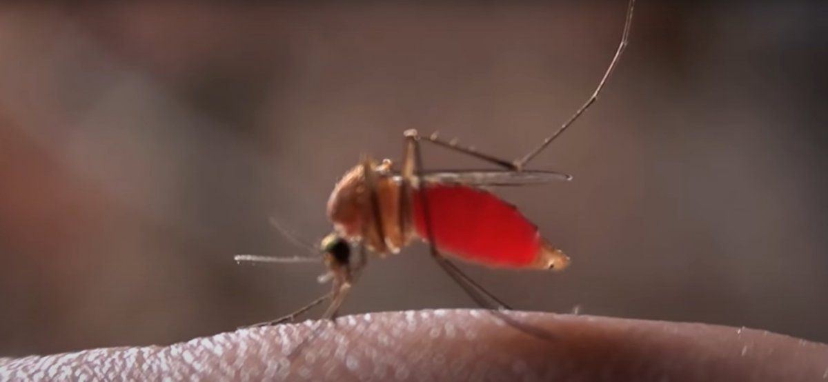 Mosquitos: las que pican son las hembras