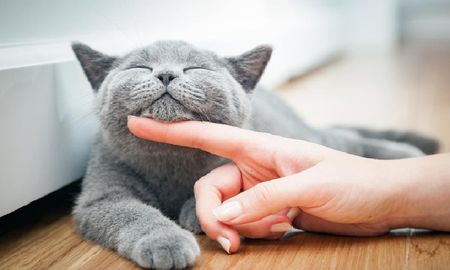 Hay una suerte de nexo entre la persona y el animal durante la caricia Hay una suerte de nexo entre la persona y el animal durante la caricia