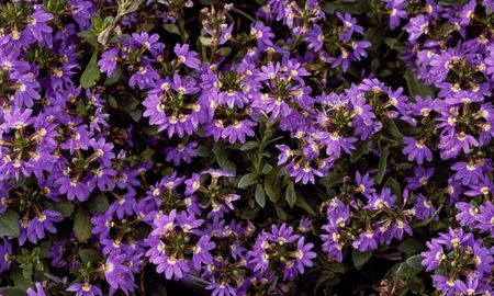 Flores poco comunes que florecen más cuanto más sube la temperatura. Flores poco comunes que florecen más cuanto más sube la temperatura.