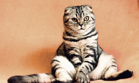 Los tres tipos de relaciones que tenemos con nuestros gatos, según la ciencia