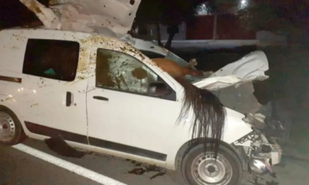 choque fatal: un caballo quedo incrustado en su camioneta choque fatal: un caballo quedo incrustado en su camioneta
