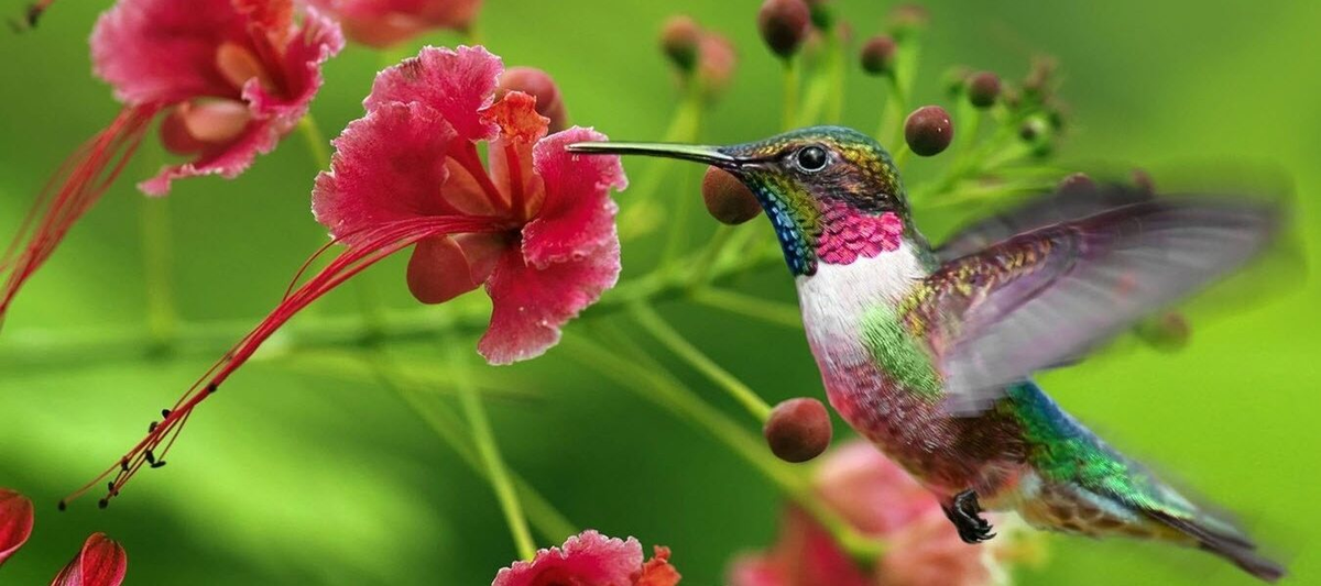 El colibrí es una de las aves favoritas de todas las personas.